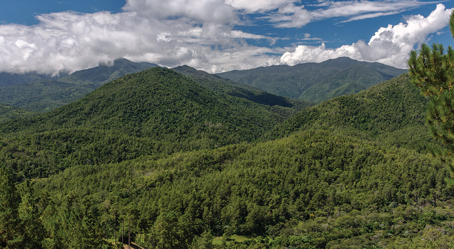 Los bosques son almacenes gigantes de carbono